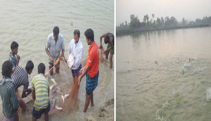 মাছ বিক্রি করতে না পেরে চলনবিলের মৎস্যচাষীরা বিপাকে
