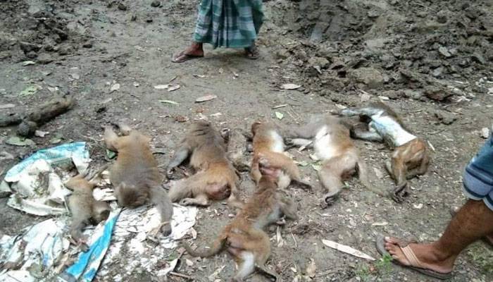 বিলুপ্তপ্রায় প্রজাতির ১১ বানরকে বিষ খাইয়ে হত্যা