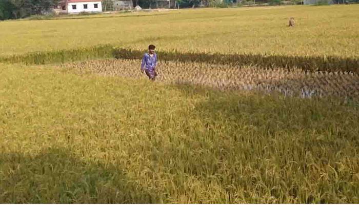 ঘাটাইলে ইটভাটার বিষাক্ত গ্যাসে পুড়ল কৃষকের স্বপ্ন
