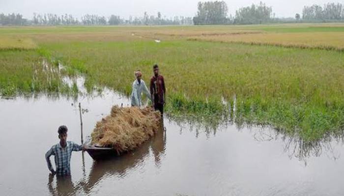তাড়াশে বোরো ধান কাটতে নৌকা ড্রাম ও বোর্ডই ভরসা