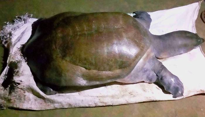 মারা গেল বিরল প্রজাতির সেই কচ্ছপটি