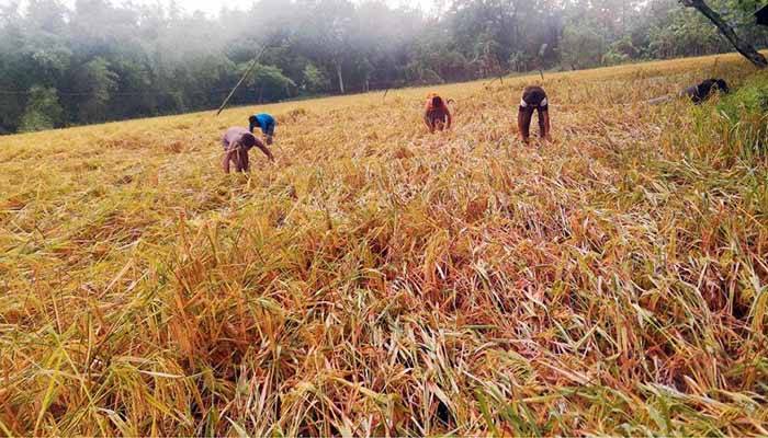 আম্পান: বগুড়ায় পাকা ধানের ব্যাপক ক্ষতি