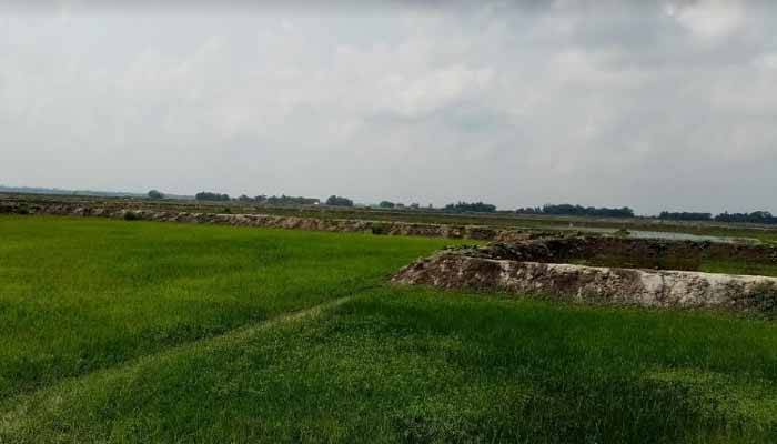 নড়াইলে বিল দখল করে মাছের ঘের, আটক ৩