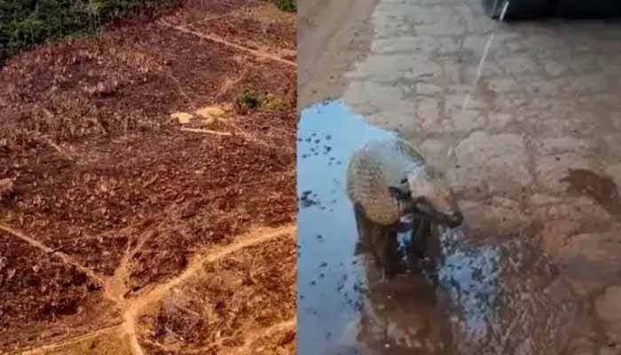 আমাজনের আগুন নিভেছে, নেভেনি