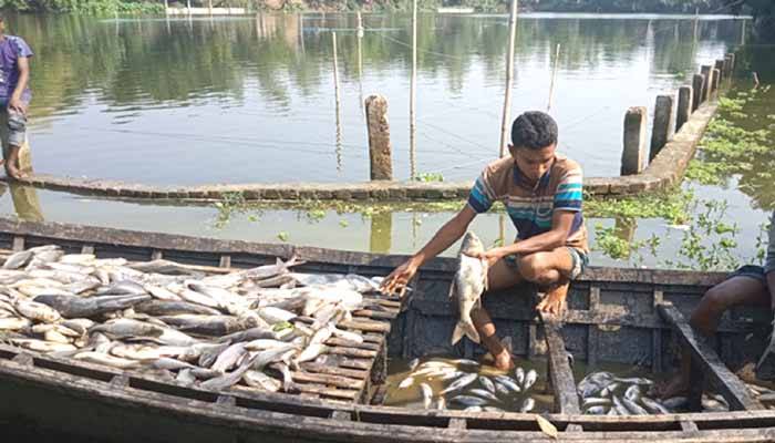তাড়াশে পুকুরে কীটনাশক দিয়ে ১২ লাখ টাকার মাছ নিধন