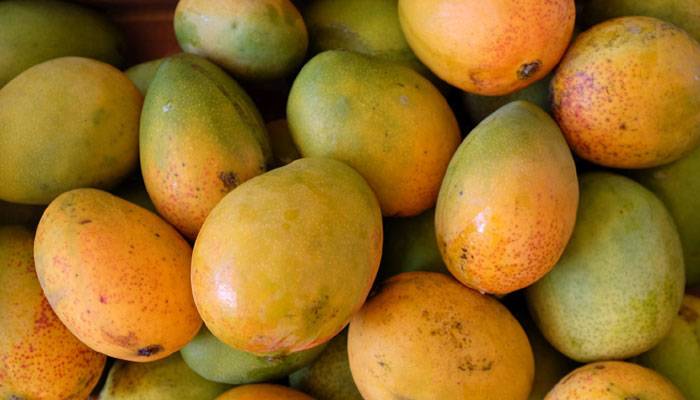 নানিয়ারচরের আম যাচ্ছে ইতালি-যুক্তরাজ্যে