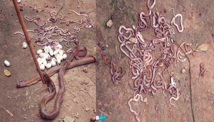 শতাধিক সাপ পিটিয়ে মারল গ্রামবাসী, নষ্ট করল অর্ধশতাধিক ডিম
