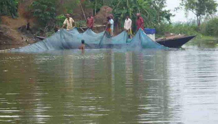 চলনবিলে চলছে নির্বিচারে ডিমওয়ালা মা মাছ নিধন