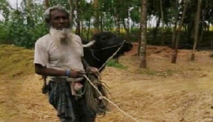 শখের মহিষের গুঁতোয় প্রাণ গেল কৃষকের