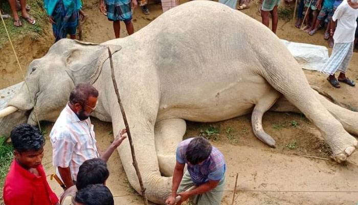 বিদ্যুৎপৃষ্টেই মারা গেছে টেকনাফের সেই হাতিটি