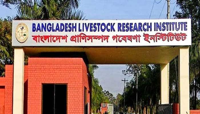 দেশি স্বাদে মুরগির নতুন জাত উদ্ভাবন