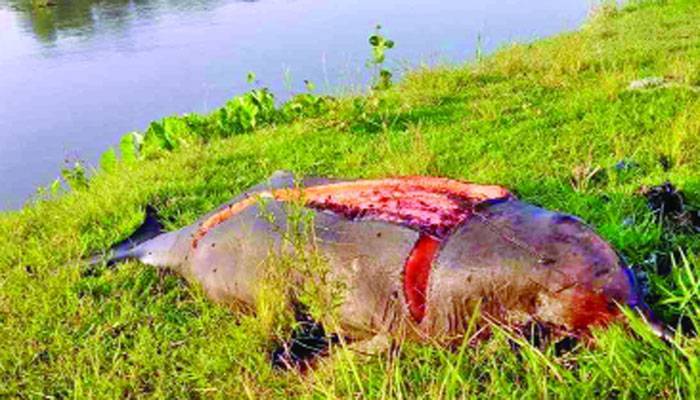 ডলফিন রক্ষায় প্রশাসনের ৯ পদক্ষেপ