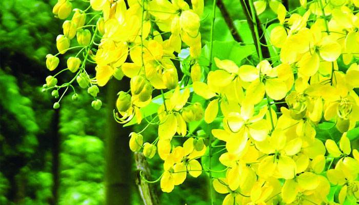 রোকেয়া বিশ্ববিদ্যালয়ে রঙের মেলা