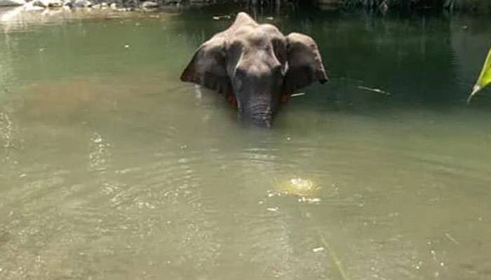 ভারতে গর্ভবতী হাতিকে আনারসের সঙ্গে আতশবাজি খাইয়ে হত্যা