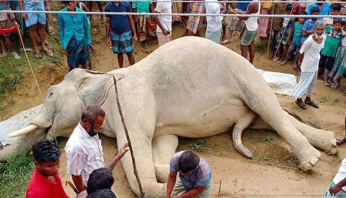 টেকনাফে খাবারের সন্ধানে বেরিয়ে মারা পড়ল বন্যহাতি
