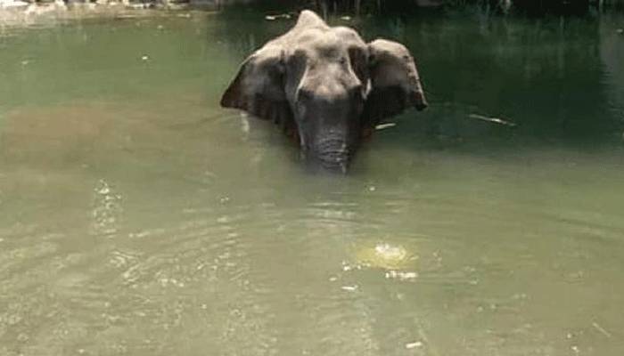 কেরালায় অন্তঃসত্ত্বা হাতি হত্যার ঘটনায় গ্রেপ্তার ১