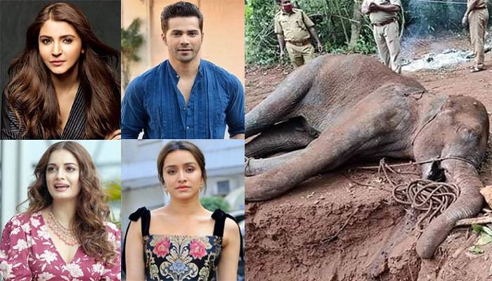 হাতি হত্যায় ফুঁসে উঠেছে বলিউড তারকারাও
