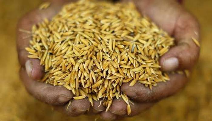 বাড়ি থেকেই ভালো দামে ধান বেচে খুশি হাওরের কৃষক