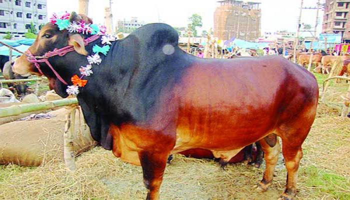 কোরবানিতে ভারতীয় গরু আনবে না সরকার