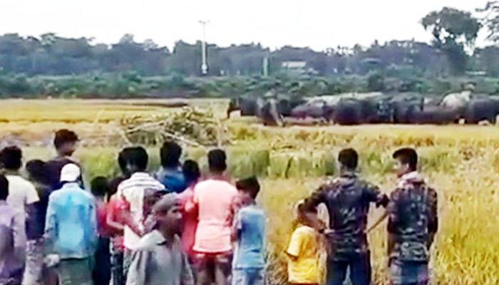 রৌমারীতে পাকা ধান নষ্ট করছে ভারতীয় বন্য হাতির দল