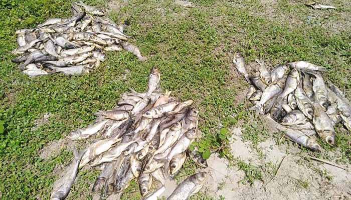 তিতাসে বিষ প্রয়োগে ৬ লাখ টাকার মাছ নিধনের অভিযোগ