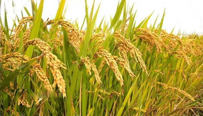 বোরো চাষে কৃষকের লাভ কমেছে ৪০ শতাংশ বোরো চাষে কৃষকের লাভ কমেছে ৪০ শতাংশ