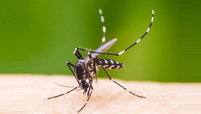 ২৪ ঘণ্টায় ডেঙ্গুতে আক্রান্ত দুইজন