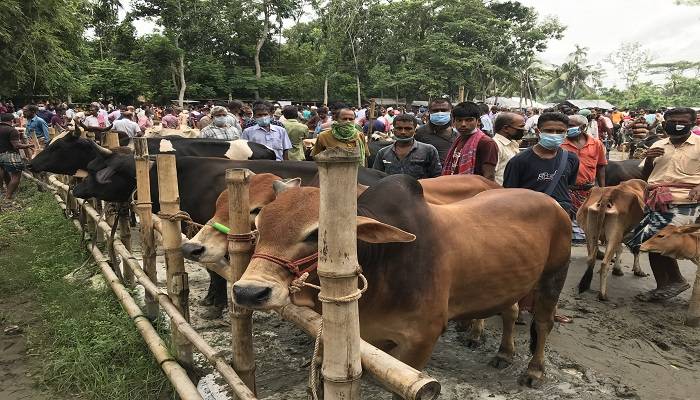 বাগেরহাটে ক্রেতাশূন্য পশুর হাট