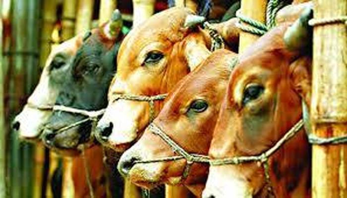 অনলাইনে গরুর হাট, জমেও জমছে না