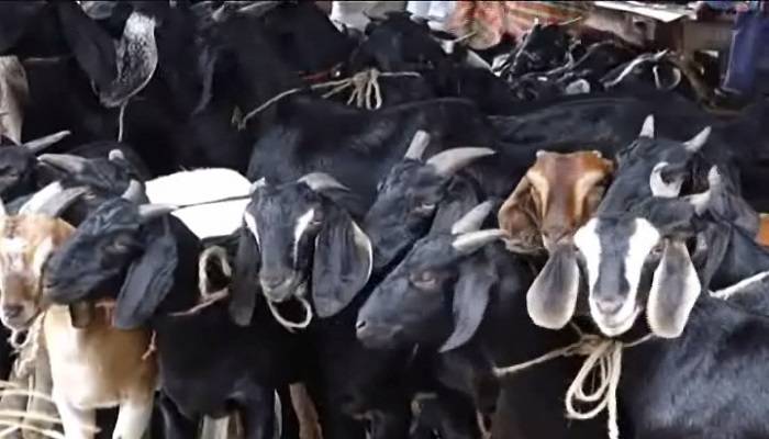 ঐতিহ্যবাহী বাড়াদি হাটে ছাগল প্রচুর, ক্রেতা নেই