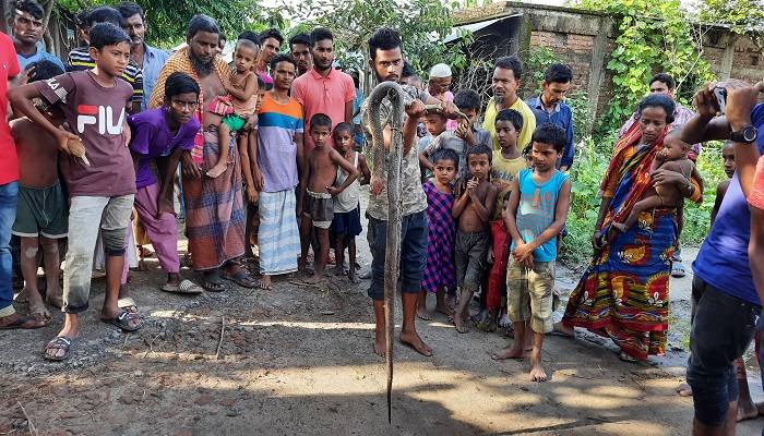 নাসিরনগরে ৭ দিনে মারা পড়েছে ১২ গোখরা