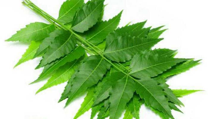 তেতো নিমের মিষ্টি যত গুণ