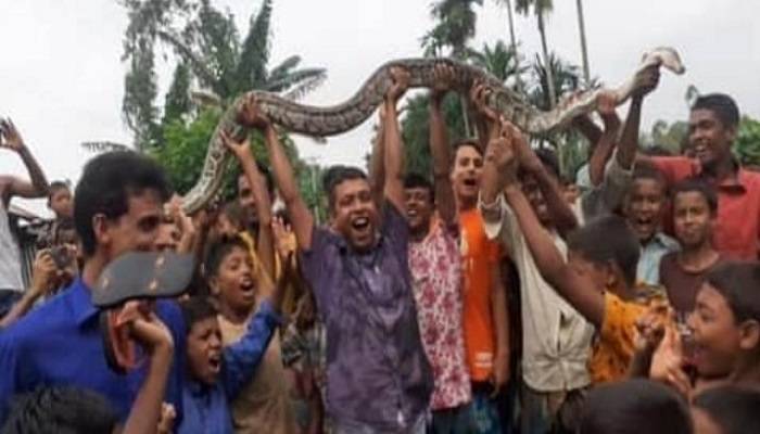 জামালপুরে অজগর মেরে উল্লাস