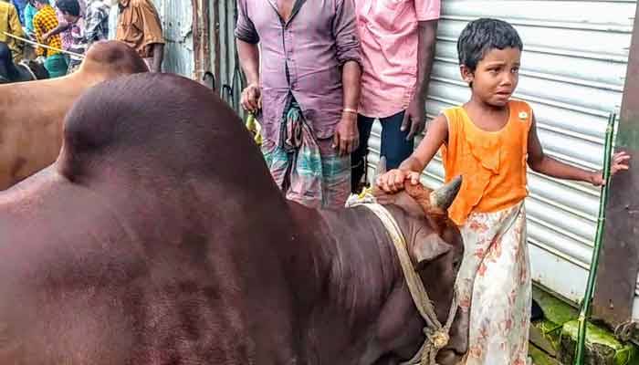 গরুর জন্য অঝোরে কাঁদছে শিশুটি