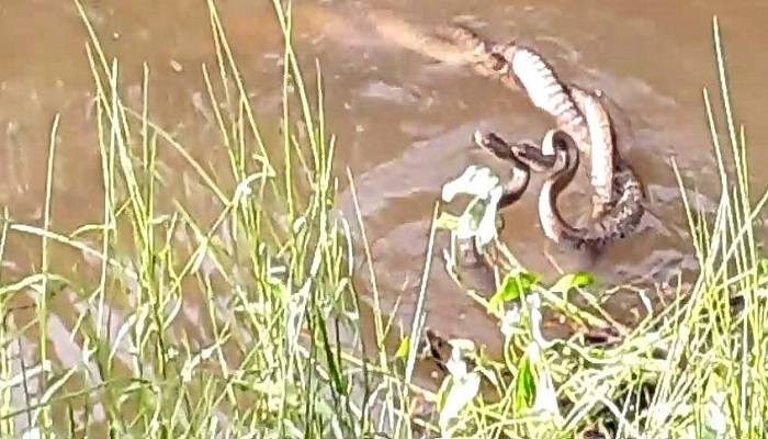 শৈলকুপায় প্রতিদিনই দেখা যাচ্ছে সাপের জলকেলি