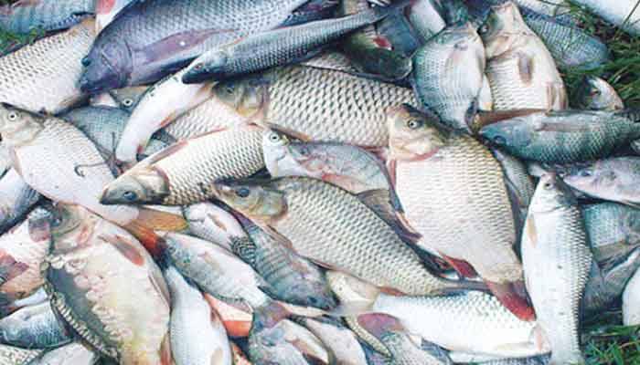 জাতীয় মৎস্য সপ্তাহ শুরু মঙ্গলবার