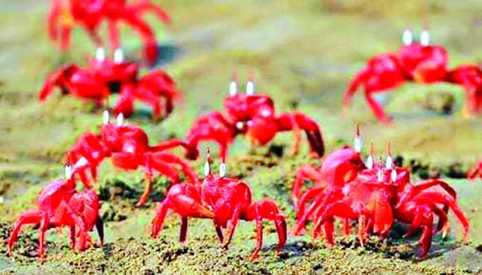 সমুদ্র সৈকতে লাল কাঁকড়ার উৎসব