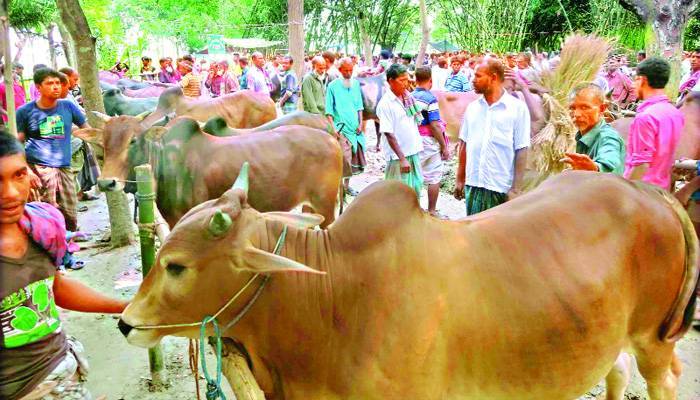 খামারিরা হতাশ