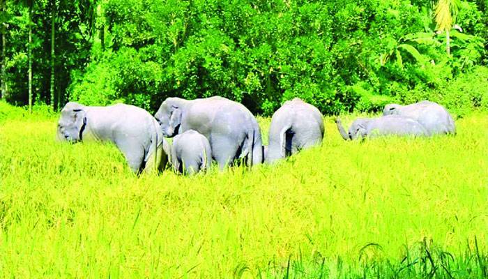 বনের হাতি বনে রাখতে তৈরি হচ্ছে বাড়ি