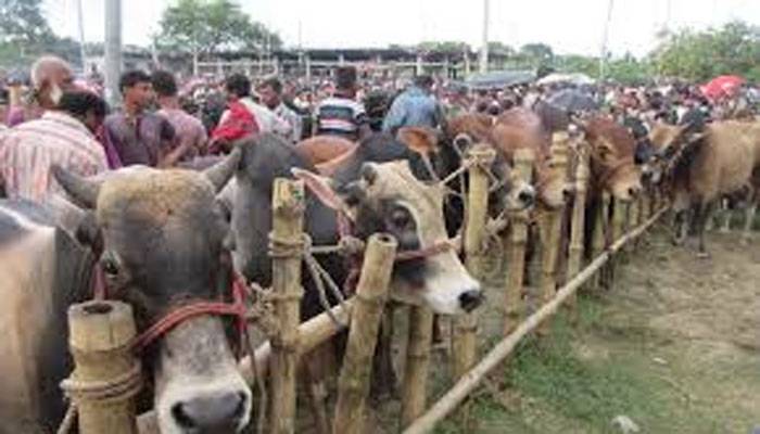 রাজধানীতে এবার কোরবানির পশুর হাট বসবে ১১টি