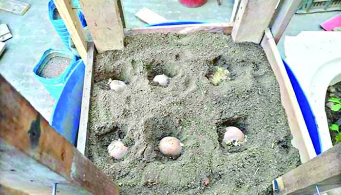 ছাদে 'পটেটো টাওয়ার'
