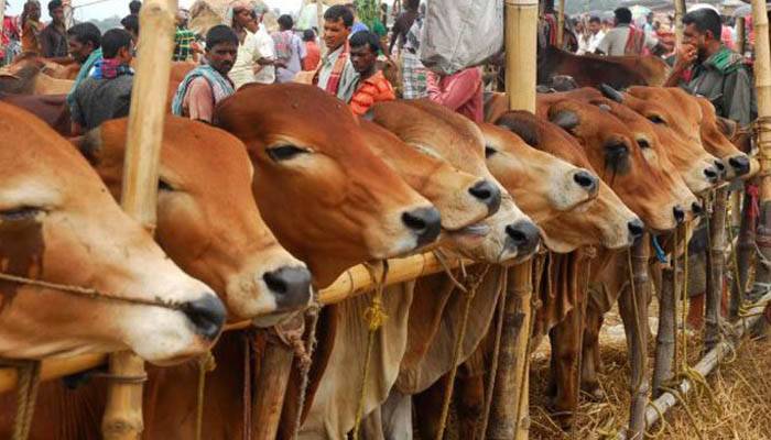 মাস্ক পরে পশুর হাটে প্রবেশ করতে হবে: স্বরাষ্ট্র মন্ত্রণালয়