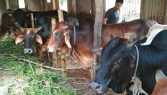 করোনা সংকটে বাগেরহাটে কোরবানির গরু বিক্রি নিয়ে শঙ্কায় খামারিরা