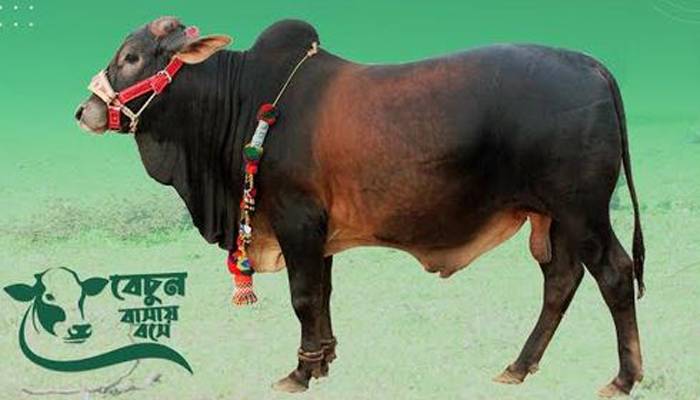 সরকারি উদ্যোগে কোরবানির পশুর ডিজিটাল হাটে নিবন্ধন শুরু