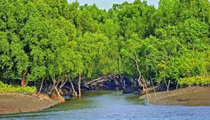 সুন্দরবন থেকে ১৫ কেজি হরিণের মাংস, মাথা-পা উদ্ধার