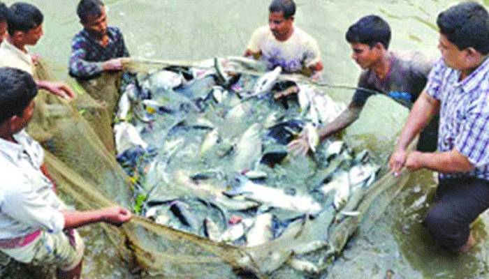২১ জুলাই শুরু জাতীয় মৎস্য সপ্তাহ