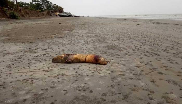 কুয়াকাটা সৈকতে ভেসে আসছে মৃত জলজ প্রাণী