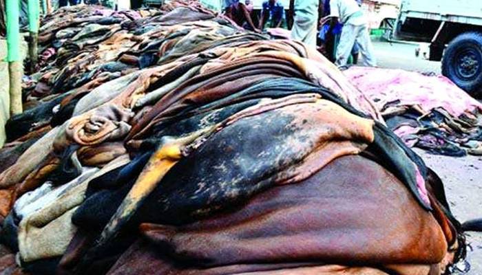 কাঁচা চামড়া রপ্তানির সিদ্ধান্ত নিলো বাণিজ্য মন্ত্রণালয়