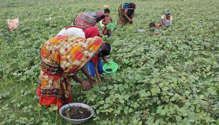 উপকূলের পতিত জমিতে মুগ ডালের চাষ