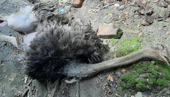 চিকিৎসার অভাবে উটপাখির মৃত্যুর অভিযোগ